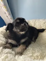 Luigi, a male Chihuahua for sale in Andersonville, TN – Photo 3 of 8