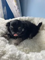 Luigi, a male Chihuahua for sale in Andersonville, TN – Photo 5 of 8