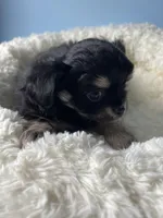 Luigi, a male Chihuahua for sale in Andersonville, TN – Photo 2 of 8