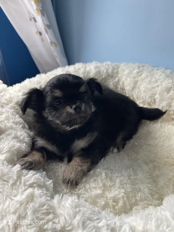 Luigi – Chihuahua puppy for sale in Andersonville, TN