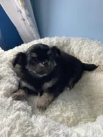 Luigi, a male Chihuahua for sale in Andersonville, TN – Photo 1 of 8