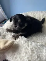 Luigi, a male Chihuahua for sale in Andersonville, TN – Photo 4 of 8