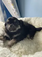 Luigi, a male Chihuahua for sale in Andersonville, TN – Photo 6 of 8