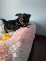 Arrow, a male Chorkie for sale in Andersonville, TN – Photo 4 of 9