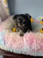 Arrow, a male Chorkie for sale in Andersonville, TN – Photo 7 of 9