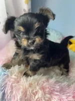 Arrow, a male Chorkie for sale in Andersonville, TN – Photo 1 of 9