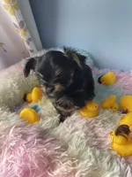 Arrow, a male Chorkie for sale in Andersonville, TN – Photo 3 of 9