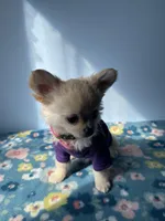 FARRA , a female Chihuahua for sale in Andersonville, TN – Photo 3 of 8