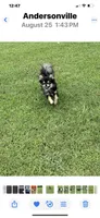 FARRA , a female Chihuahua for sale in Andersonville, TN – Photo 8 of 8
