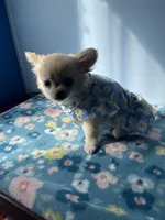 FARRA , a female Chihuahua for sale in Andersonville, TN – Photo 6 of 8