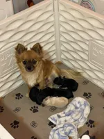 FARRA , a female Chihuahua for sale in Andersonville, TN – Photo 7 of 8
