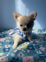 FARRA , a female Chihuahua for sale in Andersonville, TN – Photo 2 of 8