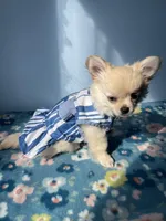 FARRA , a female Chihuahua for sale in Andersonville, TN – Photo 5 of 8