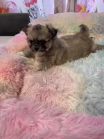 Sable , a female Chihuahua for sale in Andersonville, TN – Photo 1 of 8