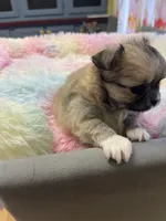 Sable , a female Chihuahua for sale in Andersonville, TN – Photo 5 of 8