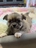 Sable , a female Chihuahua for sale in Andersonville, TN – Photo 6 of 8