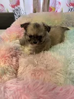 Sable , a female Chihuahua for sale in Andersonville, TN – Photo 2 of 8