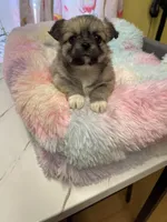 Sable , a female Chihuahua for sale in Andersonville, TN – Photo 4 of 8