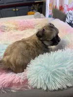 Sable , a female Chihuahua for sale in Andersonville, TN – Photo 7 of 8