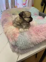 Sable , a female Chihuahua for sale in Andersonville, TN – Photo 3 of 8