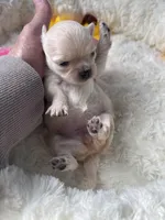 Farrah , a female Chihuahua for sale in Andersonville, TN – Photo 5 of 9