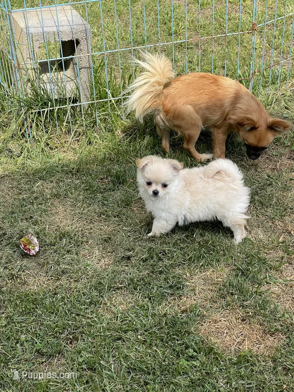 Farrah  – Chihuahua puppy for sale in Andersonville, TN