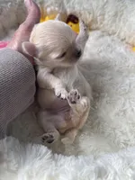 Farrah , a female Chihuahua for sale in Andersonville, TN – Photo 6 of 9