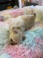 Farrah , a female Chihuahua for sale in Andersonville, TN – Photo 3 of 10