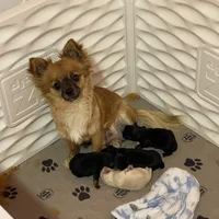 Farrah , a female Chihuahua for sale in Andersonville, TN – Photo 9 of 10