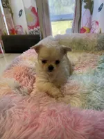 Farrah , a female Chihuahua for sale in Andersonville, TN – Photo 5 of 10