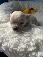 Farrah , a female Chihuahua for sale in Andersonville, TN – Photo 1 of 9