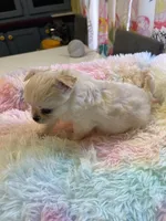 Farrah , a female Chihuahua for sale in Andersonville, TN – Photo 7 of 10