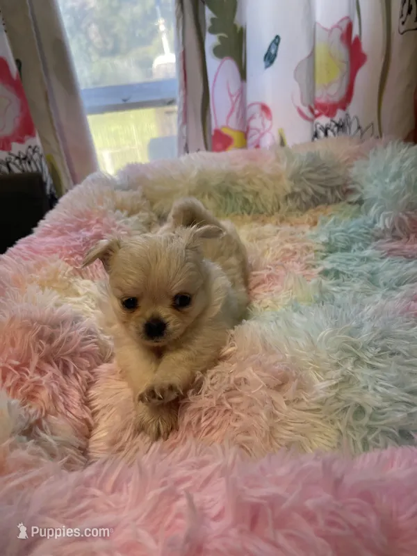 Farrah  – Chihuahua puppy on hold in Andersonville, TN