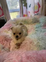 Farrah , a female Chihuahua for sale in Andersonville, TN – Photo 1 of 10