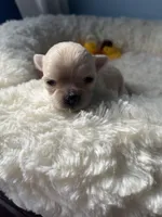 Farrah , a female Chihuahua for sale in Andersonville, TN – Photo 4 of 9