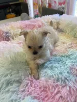 Farrah , a female Chihuahua for sale in Andersonville, TN – Photo 6 of 10