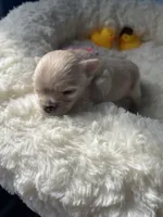 Farrah , a female Chihuahua for sale in Andersonville, TN – Photo 3 of 9