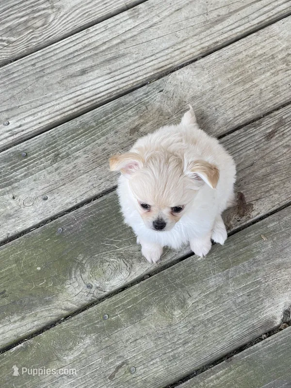 Farrah  – Chihuahua puppy for sale in Andersonville, TN