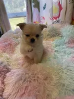 Farrah , a female Chihuahua for sale in Andersonville, TN – Photo 2 of 10