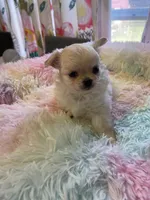 Farrah , a female Chihuahua for sale in Andersonville, TN – Photo 8 of 10