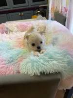 Farrah , a female Chihuahua for sale in Andersonville, TN – Photo 4 of 10