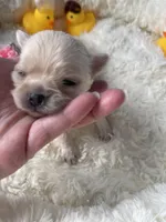 Farrah , a female Chihuahua for sale in Andersonville, TN – Photo 2 of 9