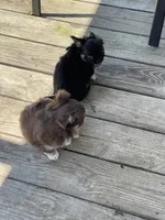 Feather , a male Chihuahua for sale in Andersonville, TN – Photo 3 of 10