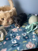 Feather , a male Chihuahua for sale in Andersonville, TN – Photo 6 of 9