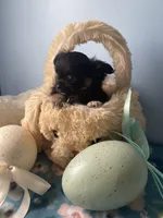 Feather , a male Chihuahua for sale in Andersonville, TN – Photo 2 of 9