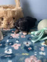 Feather , a male Chihuahua for sale in Andersonville, TN – Photo 7 of 9