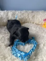 Feather , a male Chihuahua for sale in Andersonville, TN – Photo 4 of 7