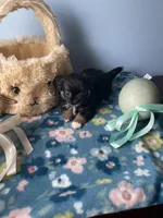 Feather , a male Chihuahua for sale in Andersonville, TN – Photo 4 of 9