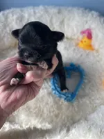 Feather , a male Chihuahua for sale in Andersonville, TN – Photo 1 of 7