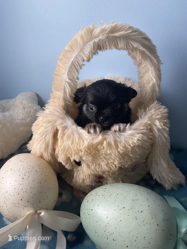 Feather  – Chihuahua puppy for sale in Andersonville, TN